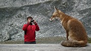 21 La volpe del Quinto Alpini